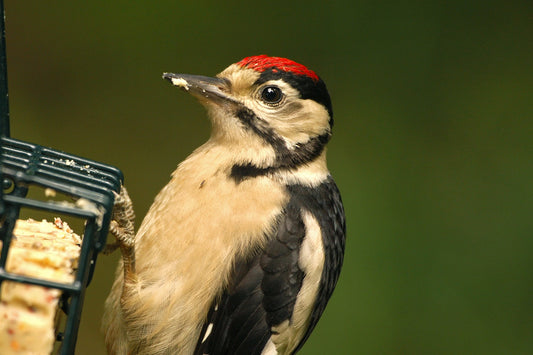 Why it's important to feed our wild birds.