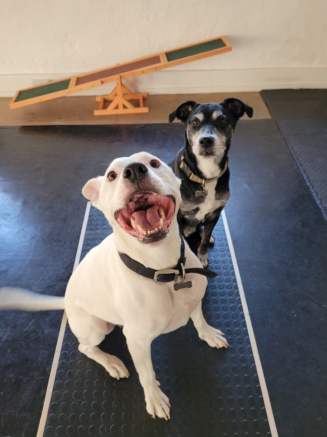 Desensitization and counter- conditioning in dogs.