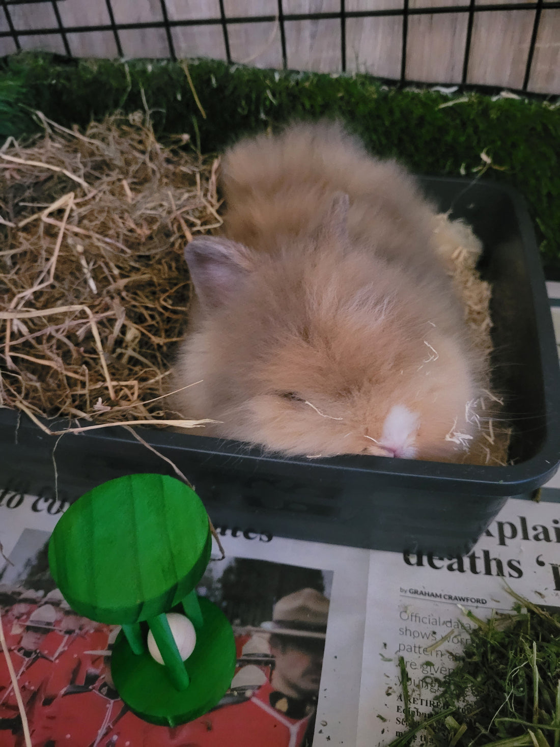 Rabbit care