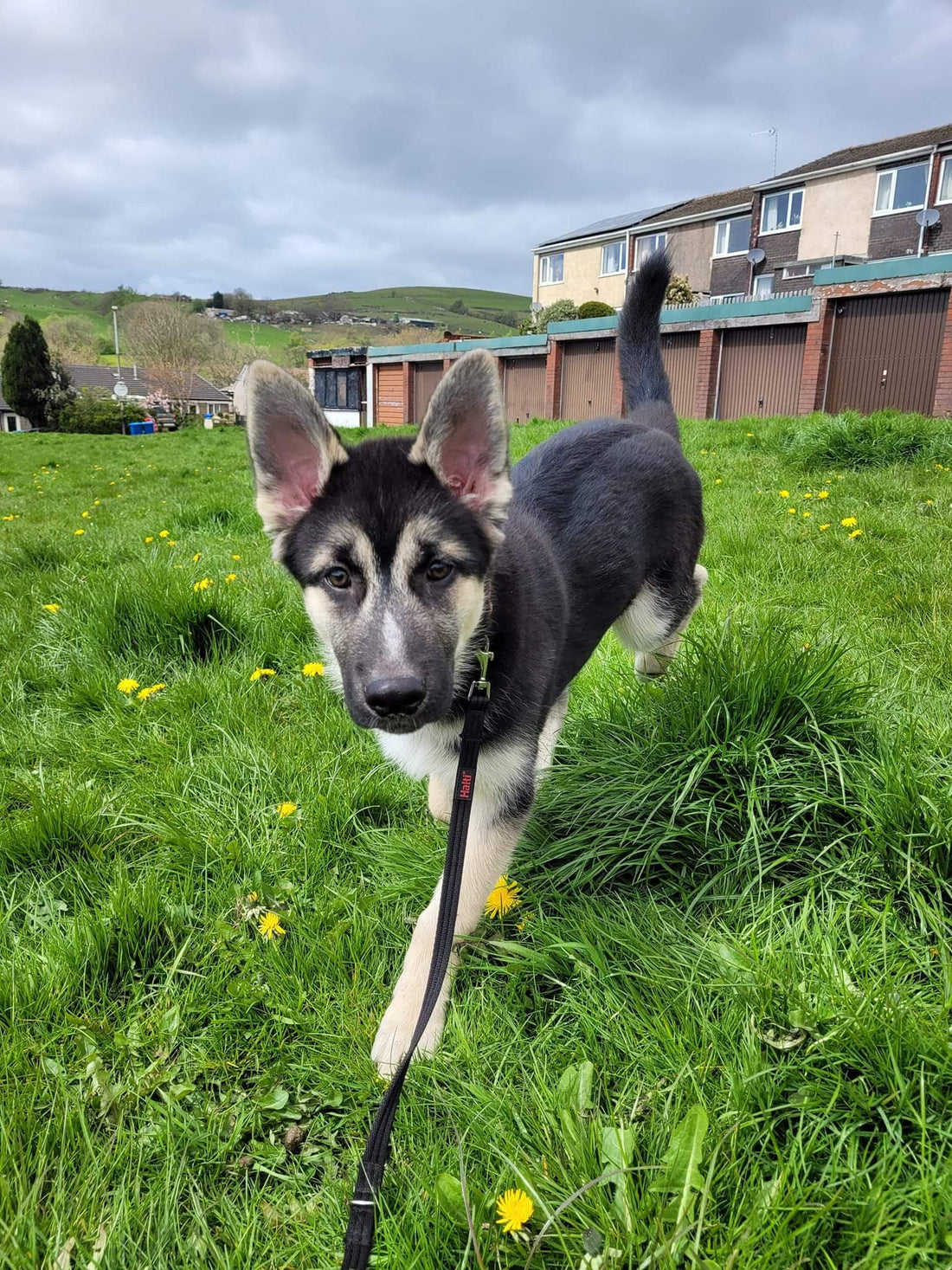 Overstimulated Puppies - Signs, Causes and How to Calm them.