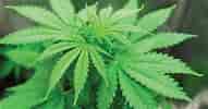 Hemp benefits for dogs.