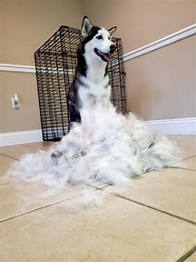Tips to help with shedding in dog's